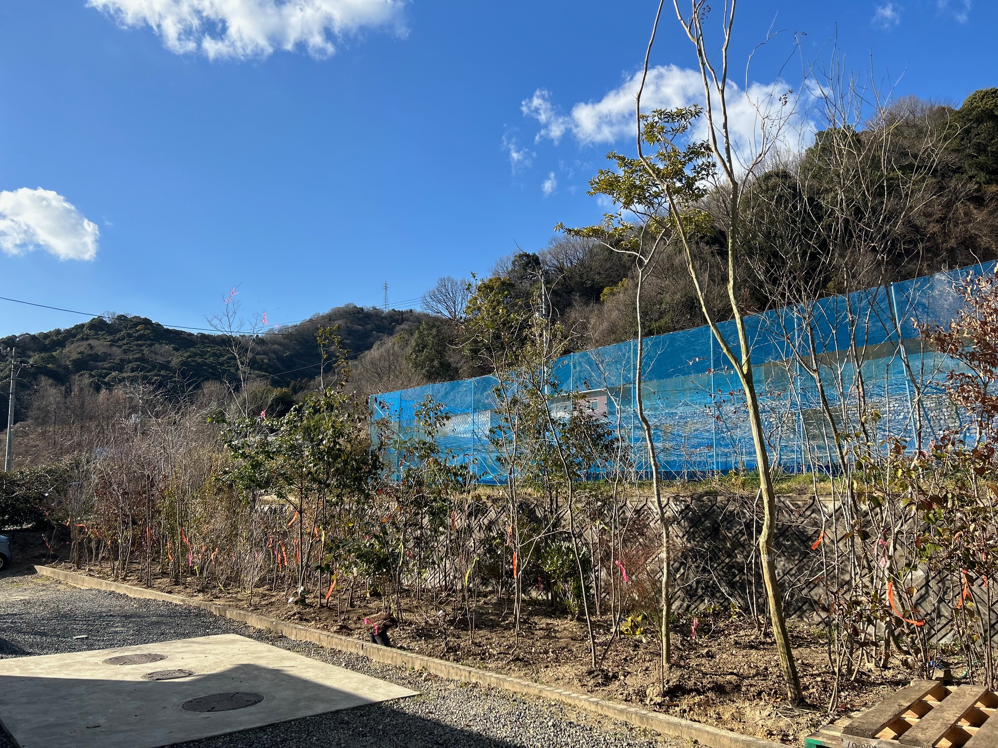 ヤマコウバシ ーー 山採り 自然樹形 雑木 アオダモ ーー 在庫