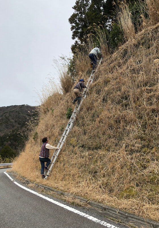 こんな険しい山から出荷（町有林）